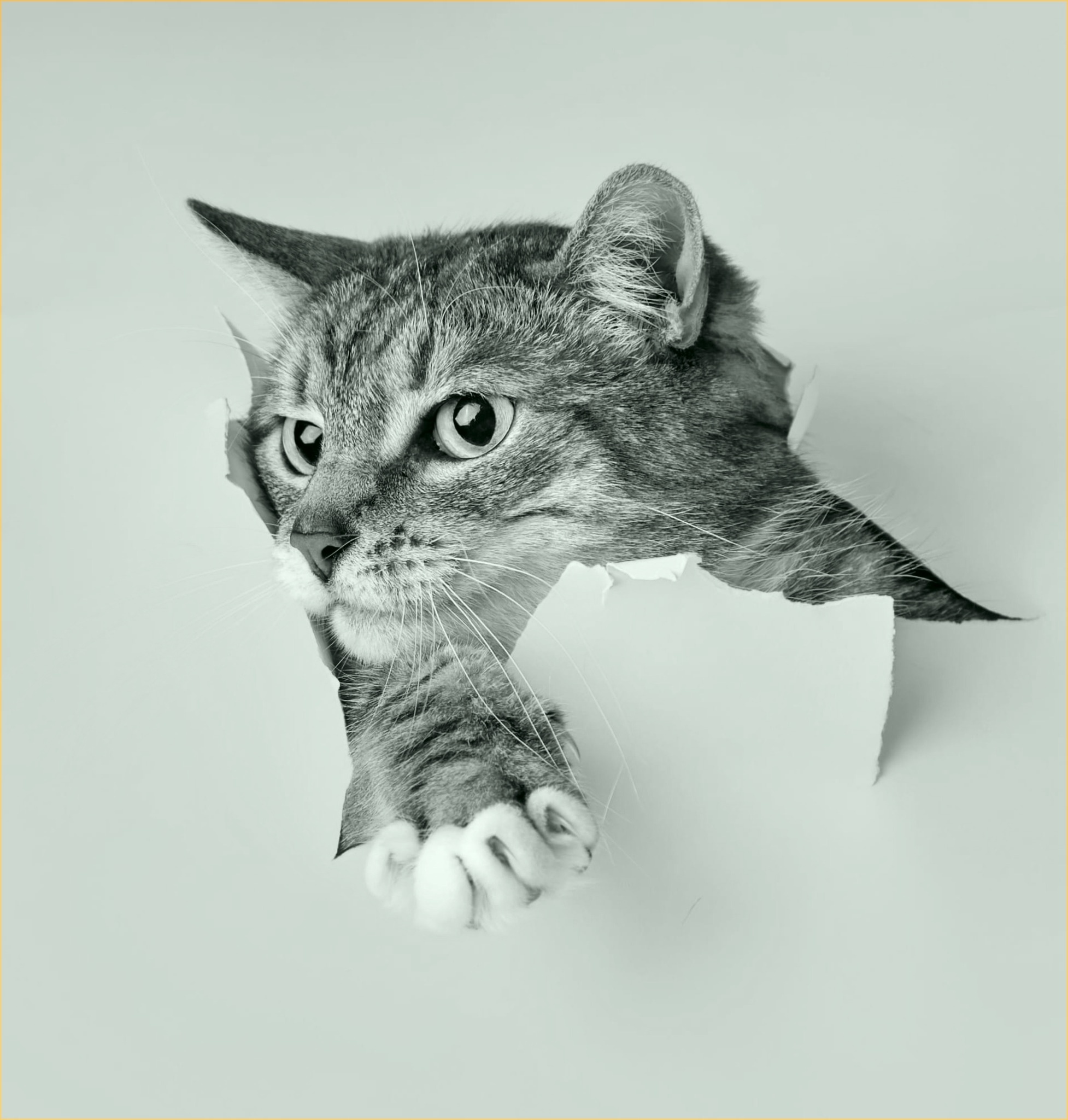 Χαριτωμένη γάτα του Cat Corner